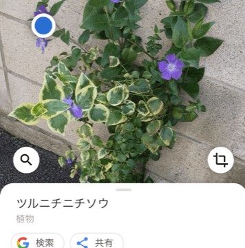 Googleレンズ植物調べる